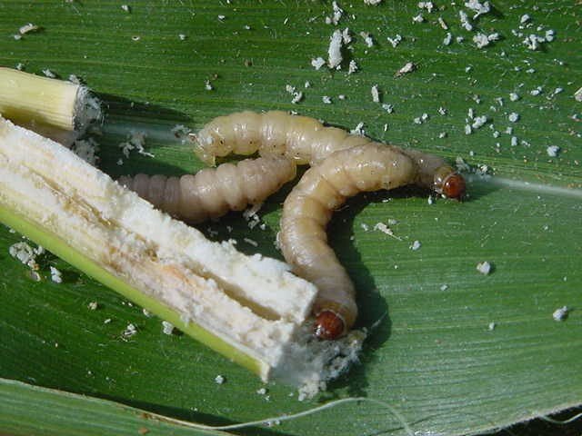 
            Insecte nuisible au sorgho: Busseola fusca, un foreur de tige