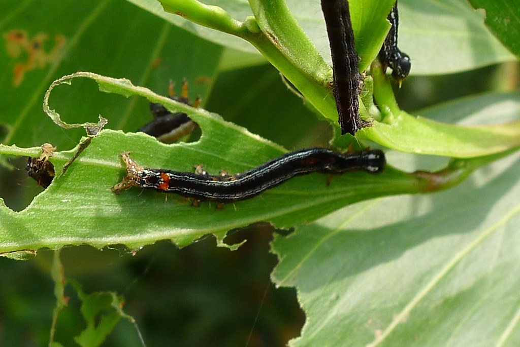 
            Insectes nuisibles des cacaoyers: Les Chenilles défoliatrices (Achaea catocaloides)