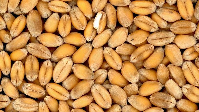 
          Le gouvernement égyptien a renforcé son approvisionnement en blé local