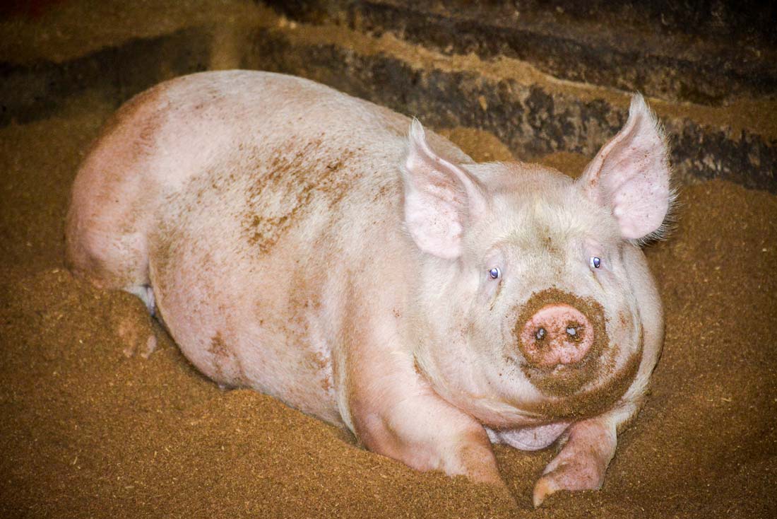 
          Alerte maladies animales: Le Togo prend des mesures contre la peste porcine africaine