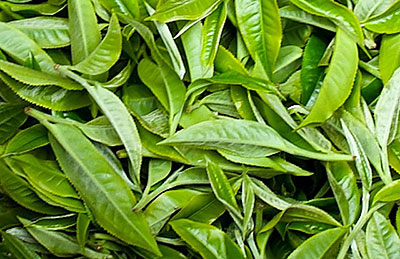 
          Malgré les perturbation du marché mondial du thé, la filière au Rwanda présente une bonne performance 