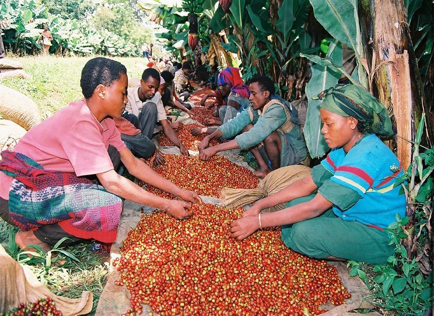 
          Impact du changement climatique sur la filière café en Éthiopie d’ici 2025.