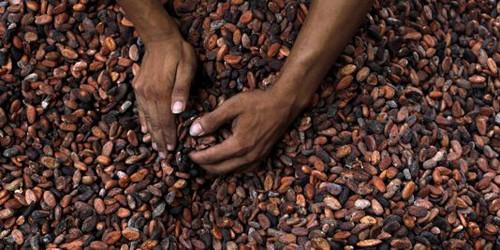 
          Telcar Cocoa de Cargill veut assurer une traçabilité complète du cacao camerounais