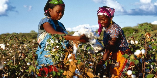 
          Au Burkina Faso, la filière coton se redresse légèrement