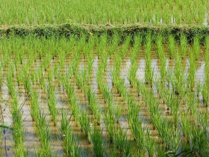 
          L’ Afrique de l’Ouest est-elle loin de l’autosuffisance en riz malgré l'augmentation des superficies de production?