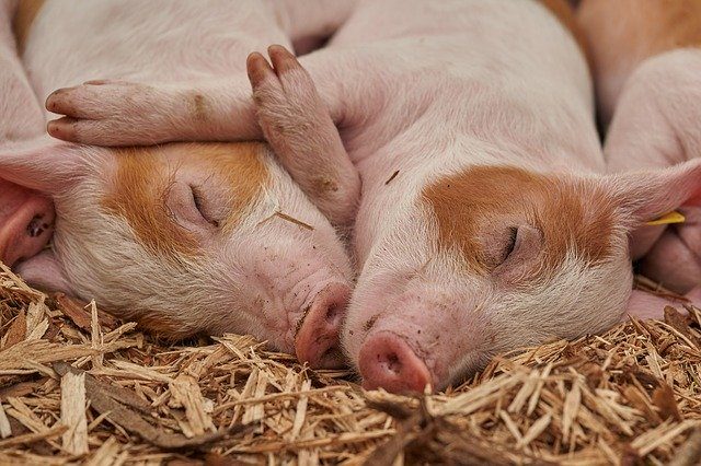 
          Maladies animales: Les incidences de la peste porcine africaine dans l'Etat de Lagos au Nigeria