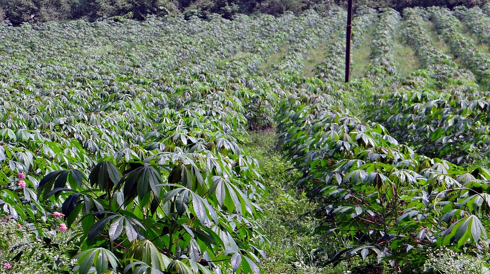 
          LUTTER CONTRE LES ADVENTICES DANS LA CULTURE DE MANIOC POUR OPTIMISER LA CROISSANCE DES PLANTS