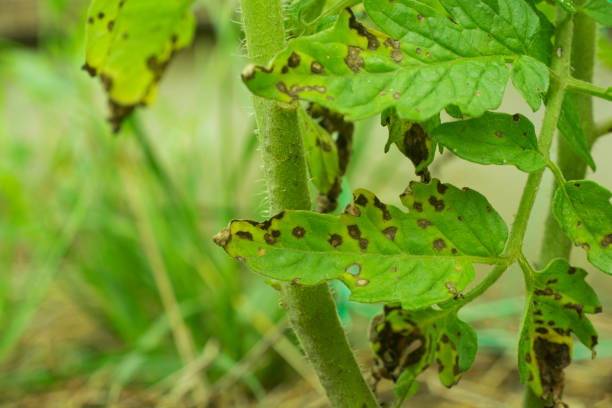 
          ANTHRACNOSE, UN ENNEMI DE LA TOMATE