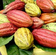 
          Traitement industriel du cacao