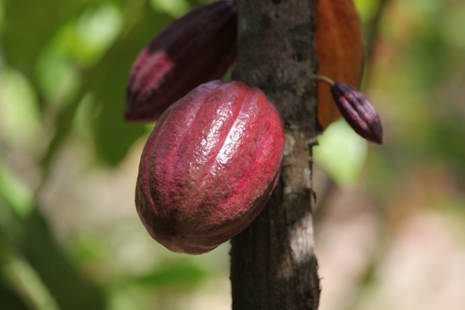 
          Le cacao en Côte d’Ivoire