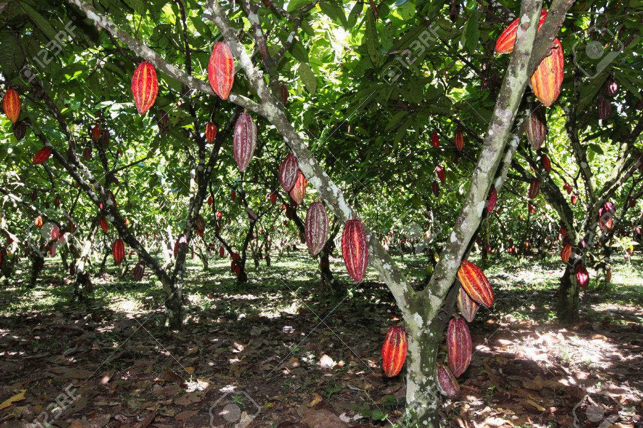 
          Filière Cacao 