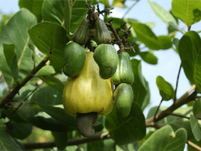 
          L’anacarde au Cameroun