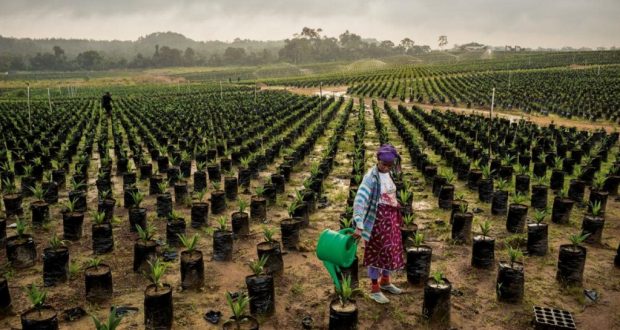 
          La Chronique Matières premières agricoles