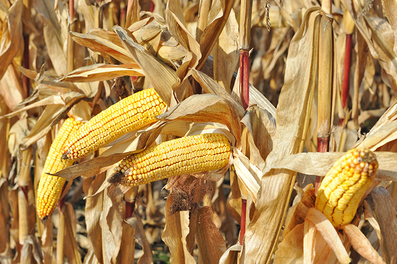 
          La Chronique Matières premières agricoles