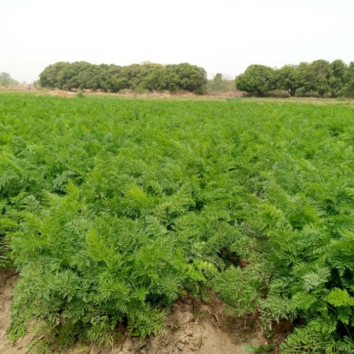 SOYCAIN TOGO/ Agronome Dapaong-Tandjouaré