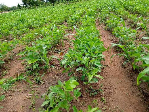 
          Mawussi
Nous enregistrons une bonne pluviométrie dans la zone Bassar, d'où bon développement des plants de soja sur nos parcelles