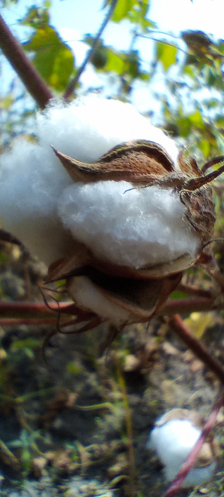 
          Commercialisation du coton grain au Bénin