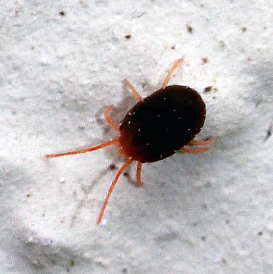 
          Bryobia rubrioculus (Bryobe des arbres fruitiers)