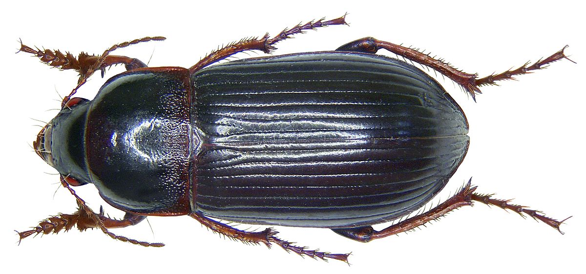 
          Zabre bossu (Zabrus tenebrioides)