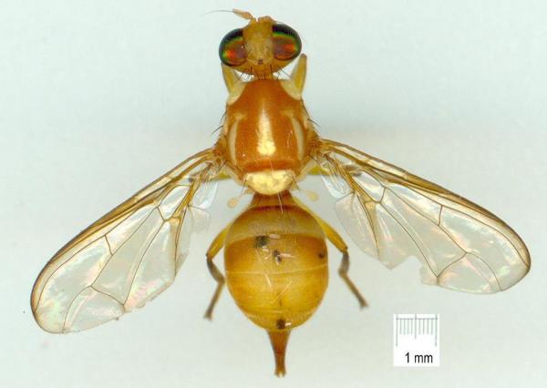 
          Bactrocera minax (mouche chinoise des agrumes)