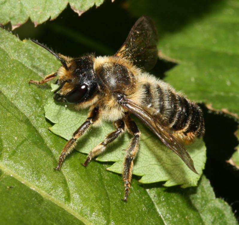 
          Megachile centuncularis (Mégachile du rosier)