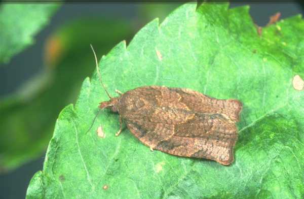 
          Pandemis heparana (Tordeuse de la pelure Pandemis)