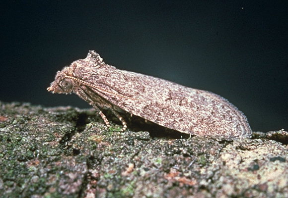 
          Tordeuse des céréales (Cnephasia pumicana)