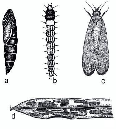 
          Opisina arenosella  (Ver du cocotier)