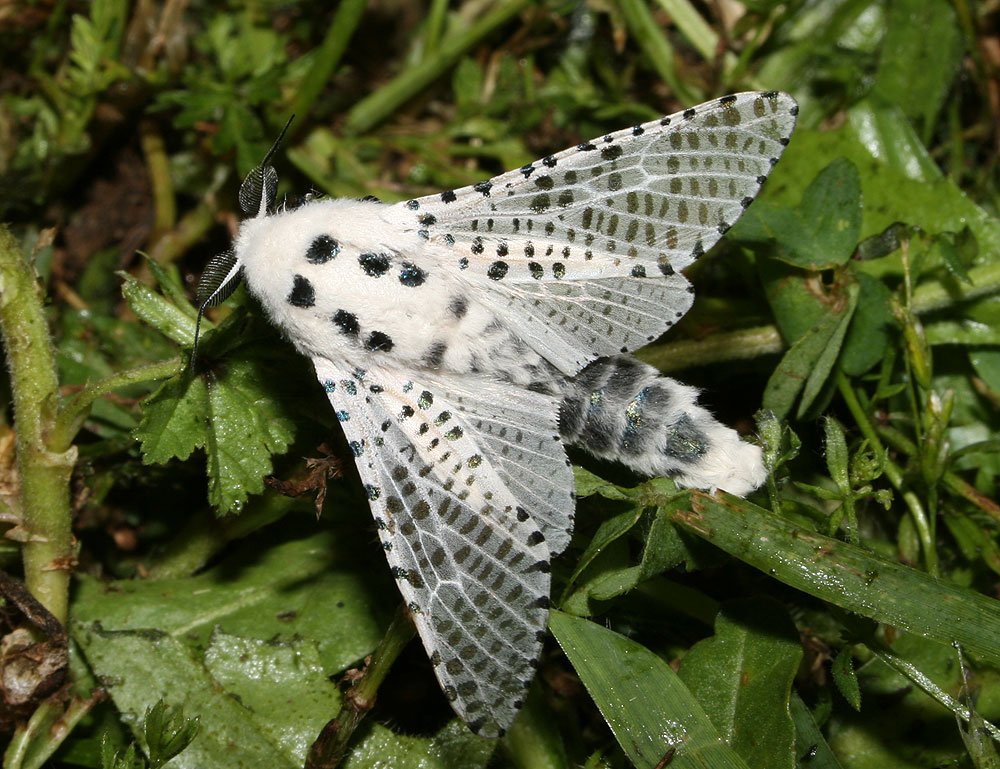 
          Zeuzera pyrina (Zeuzère du poirier)