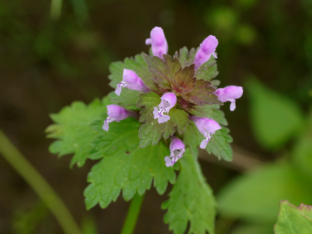 
          Lamier hybride (Lamium hybridum)