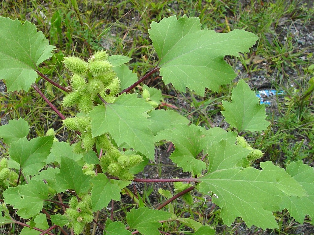 
          Lampourde à gros fruits (Xanthium strumarium)