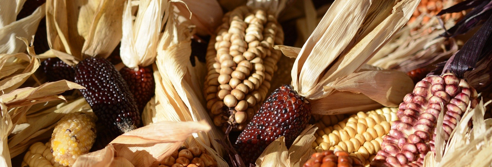 
          Revue des marchés du 29 Avril 2020 : La maïs