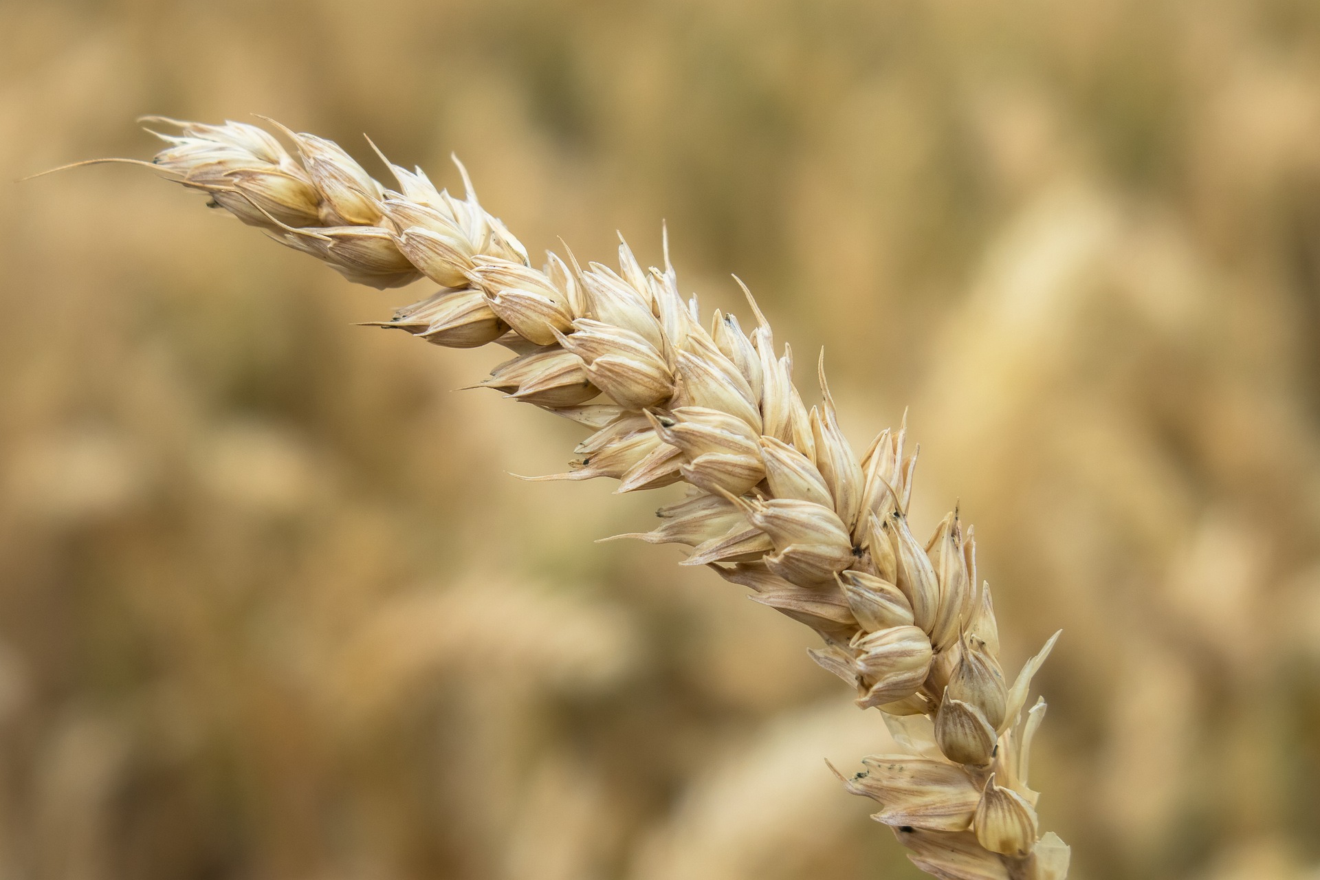 
          Revue des marchés du 04 Mai 2020 : Le blé