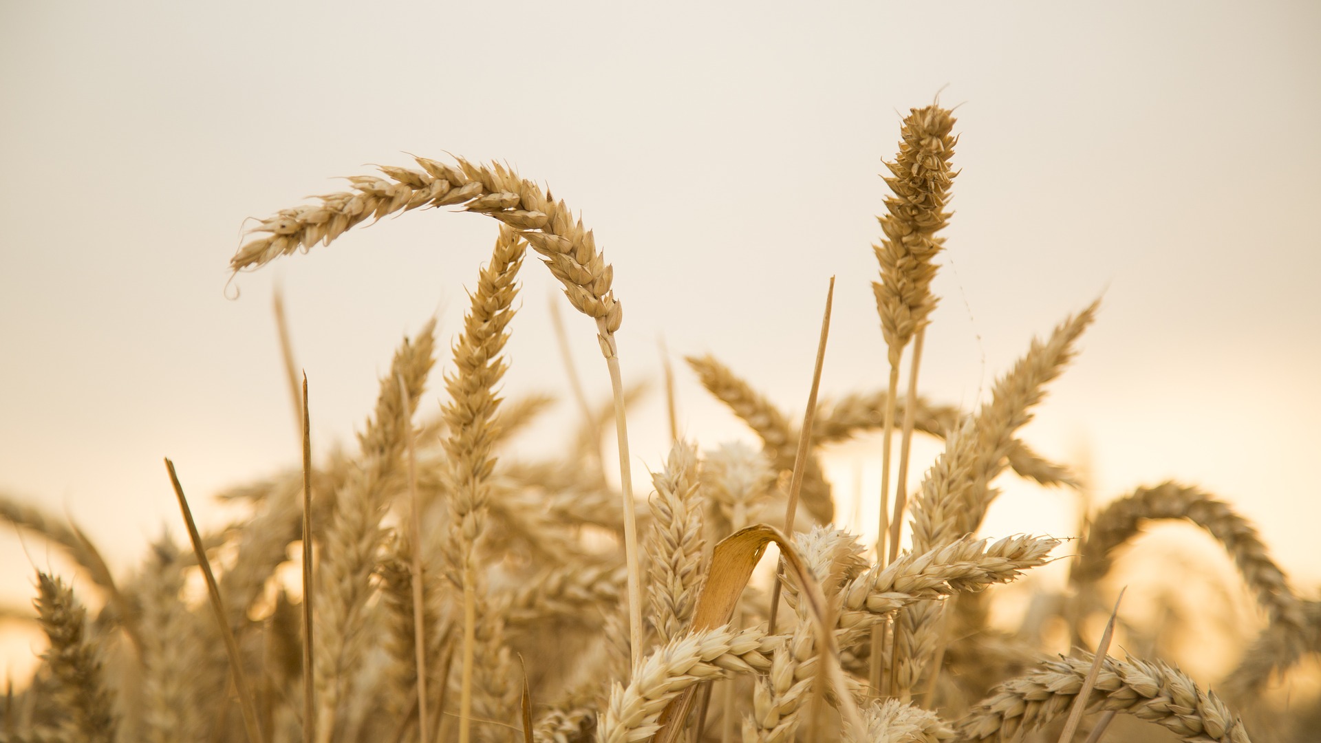 
          Revue des marchés du 7 Mai 2020 : Le blé