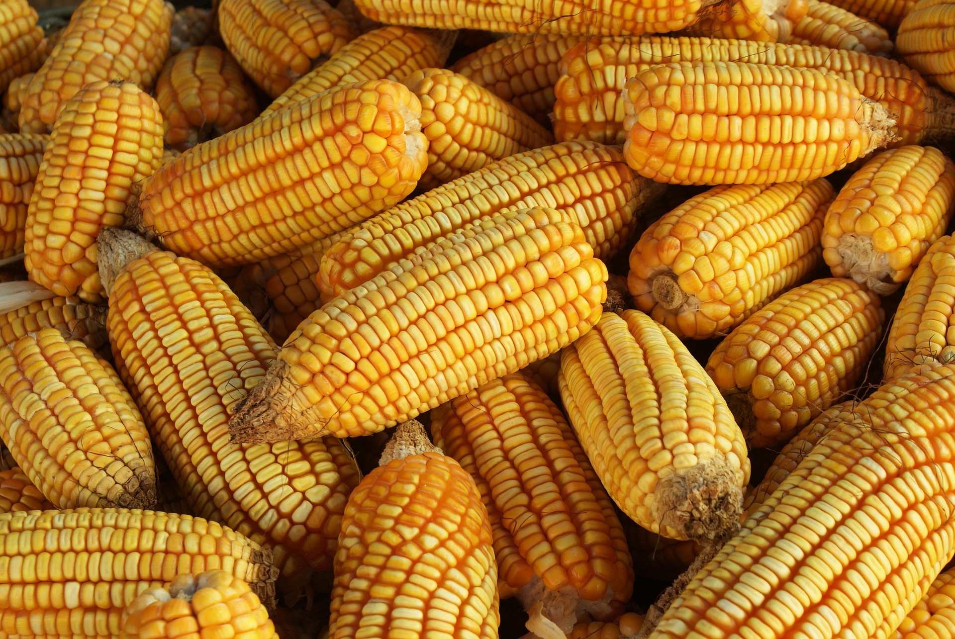 
          Revue des marché du 22 Mai 2020 : Le maïs 