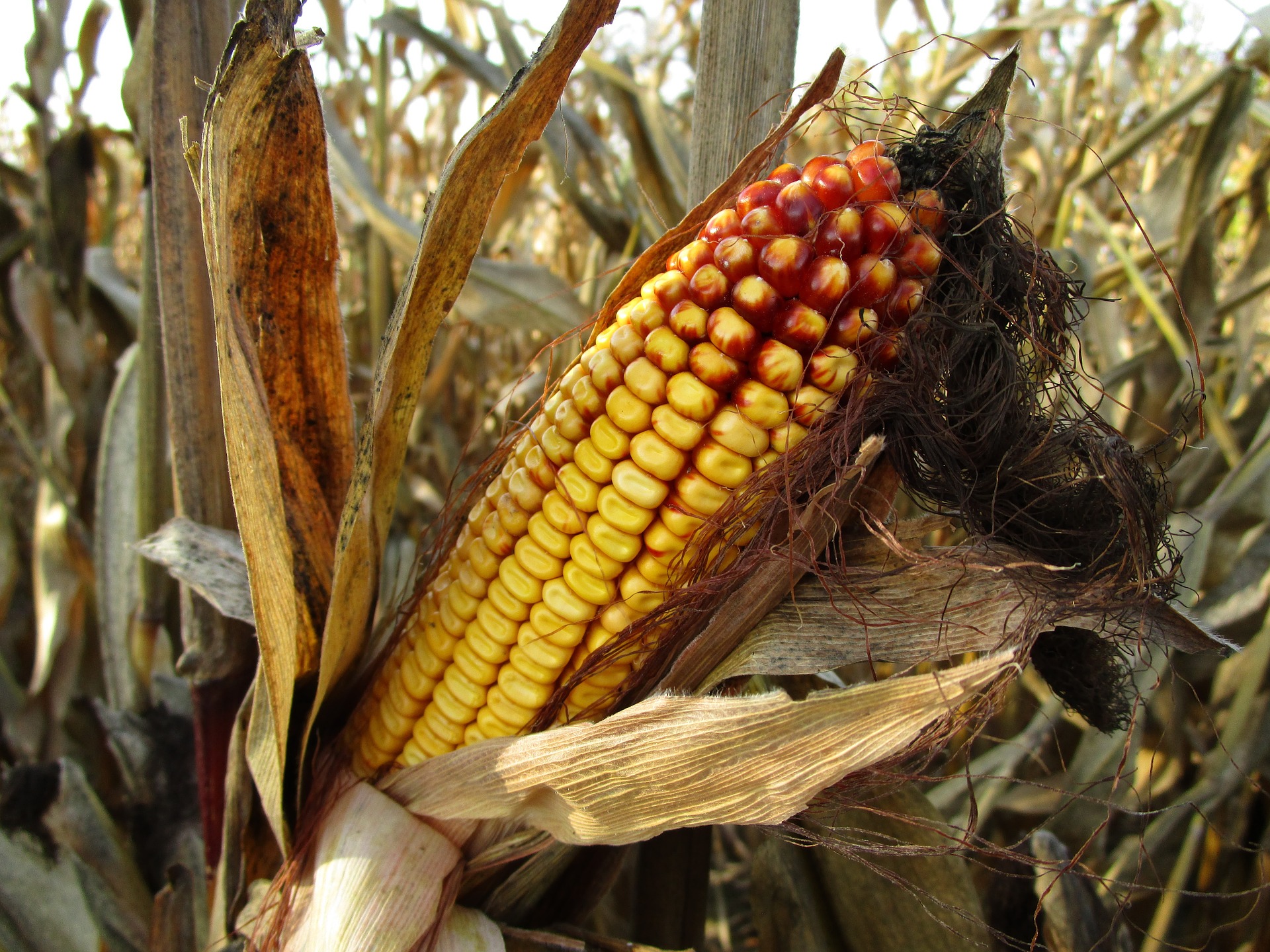 
          Revue des marchés du 11 Juin 2020 : Le maïs