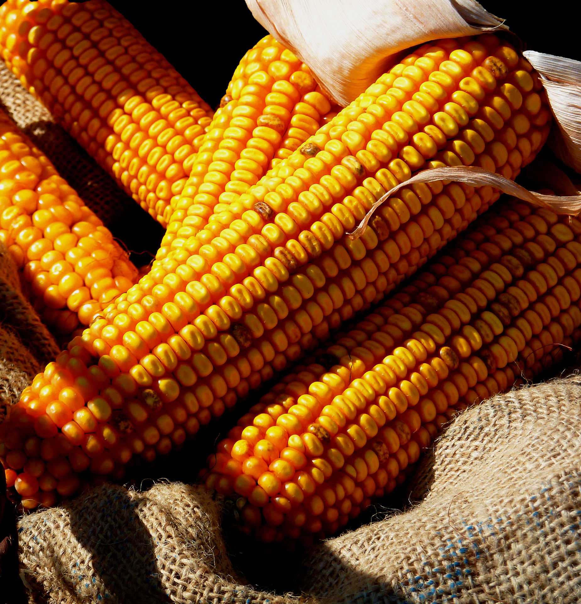 
          Revue des marchés du 12 Juin 2020 : Le maïs 