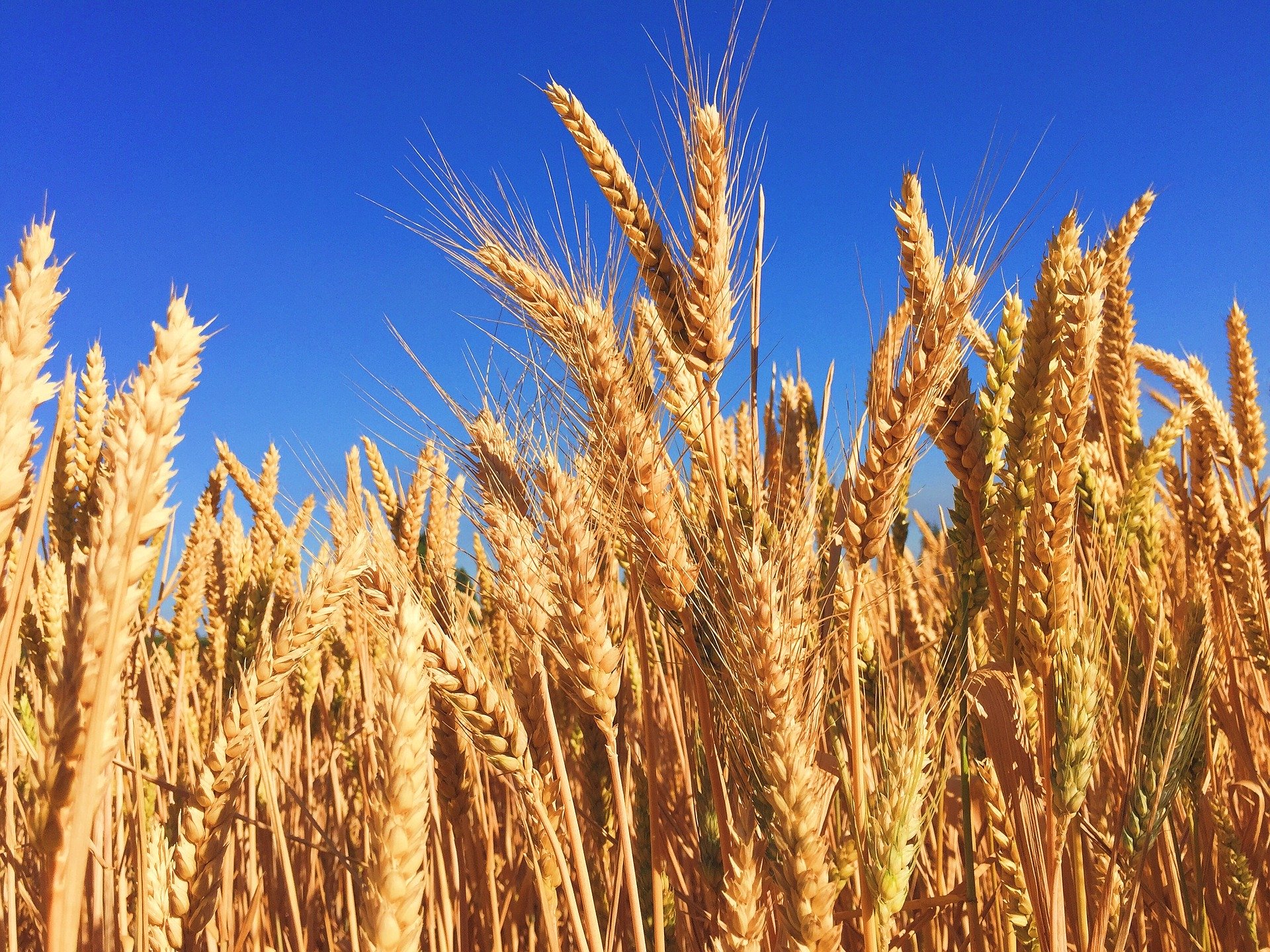 
          En 2020/2021, l’Afrique du Nord pourrait être le premier importateur mondial de blé