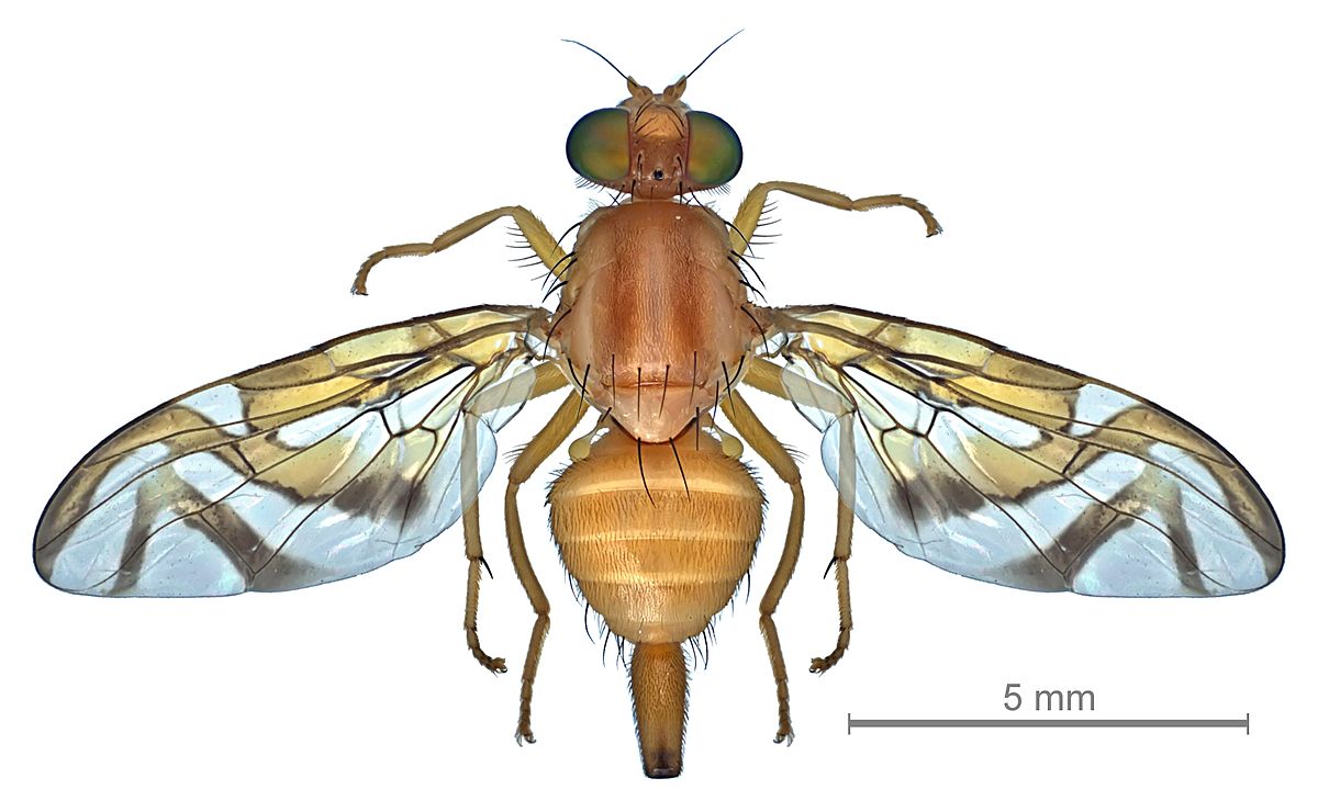 
          Anastrepha obliqua (mouche antillaise des fruits)