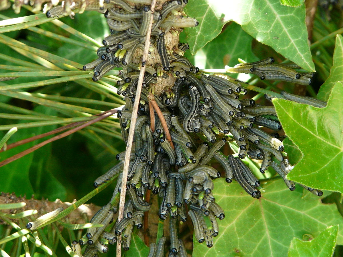 
          Neodiprion sertifer (Lophyre roux)