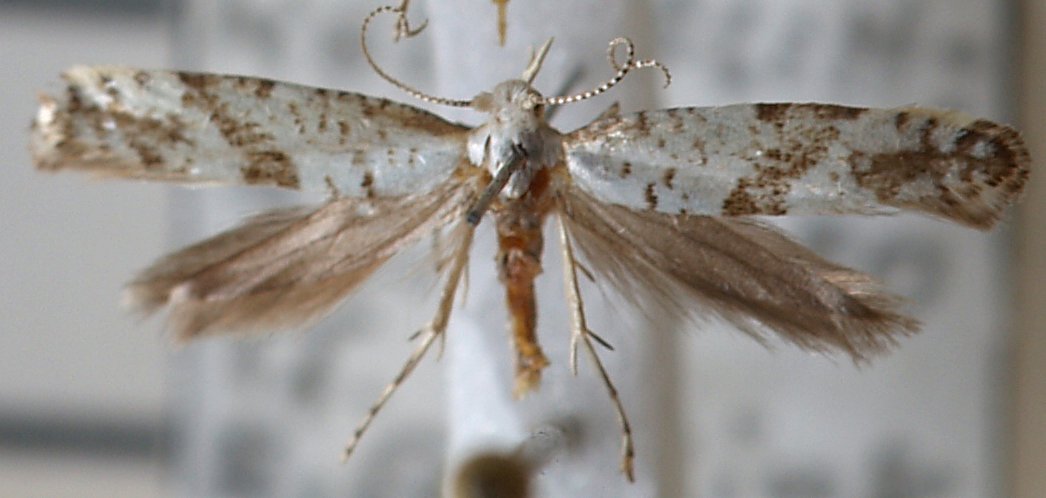 
          Argyresthia cornella (Teigne des fleurs du pommier)