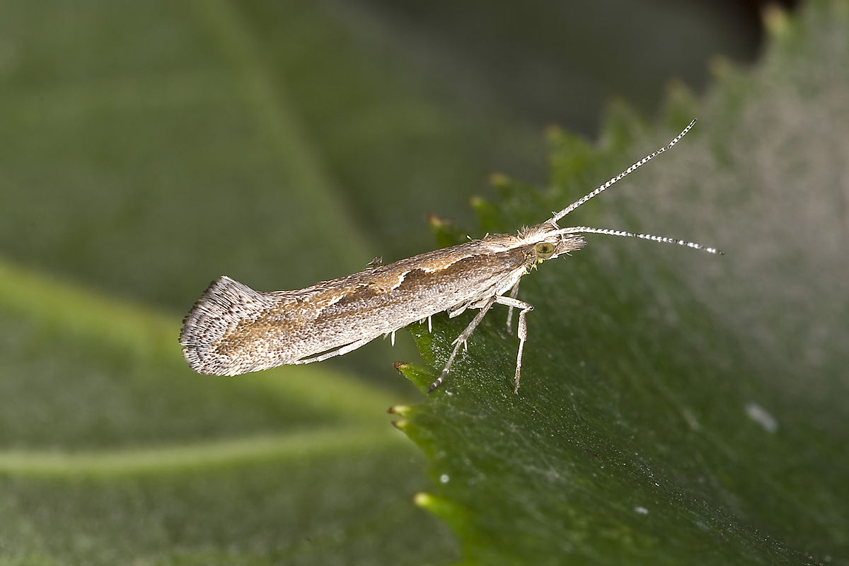 
          Teigne des choux (Plutella xylostella) 