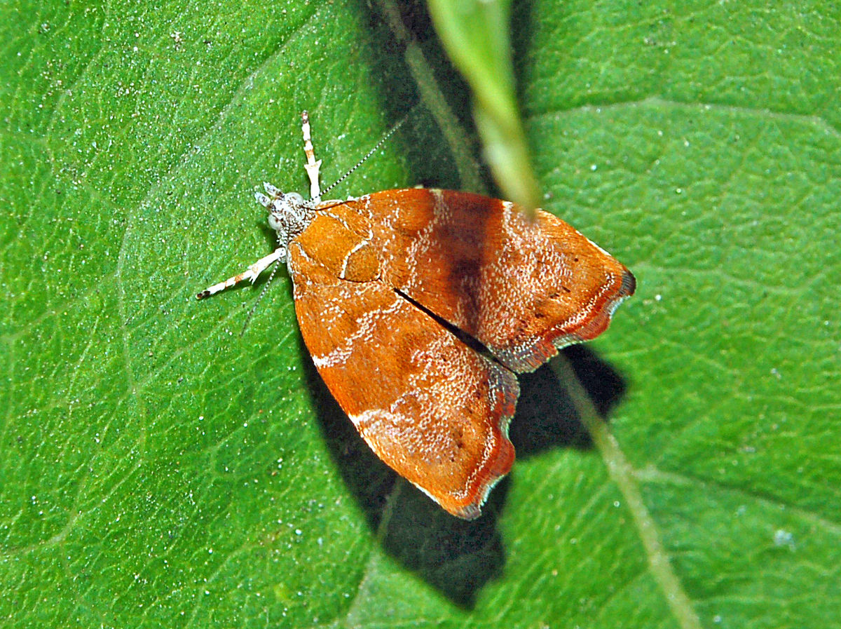 
          Choreutis nemorana (Teigne du figuier)