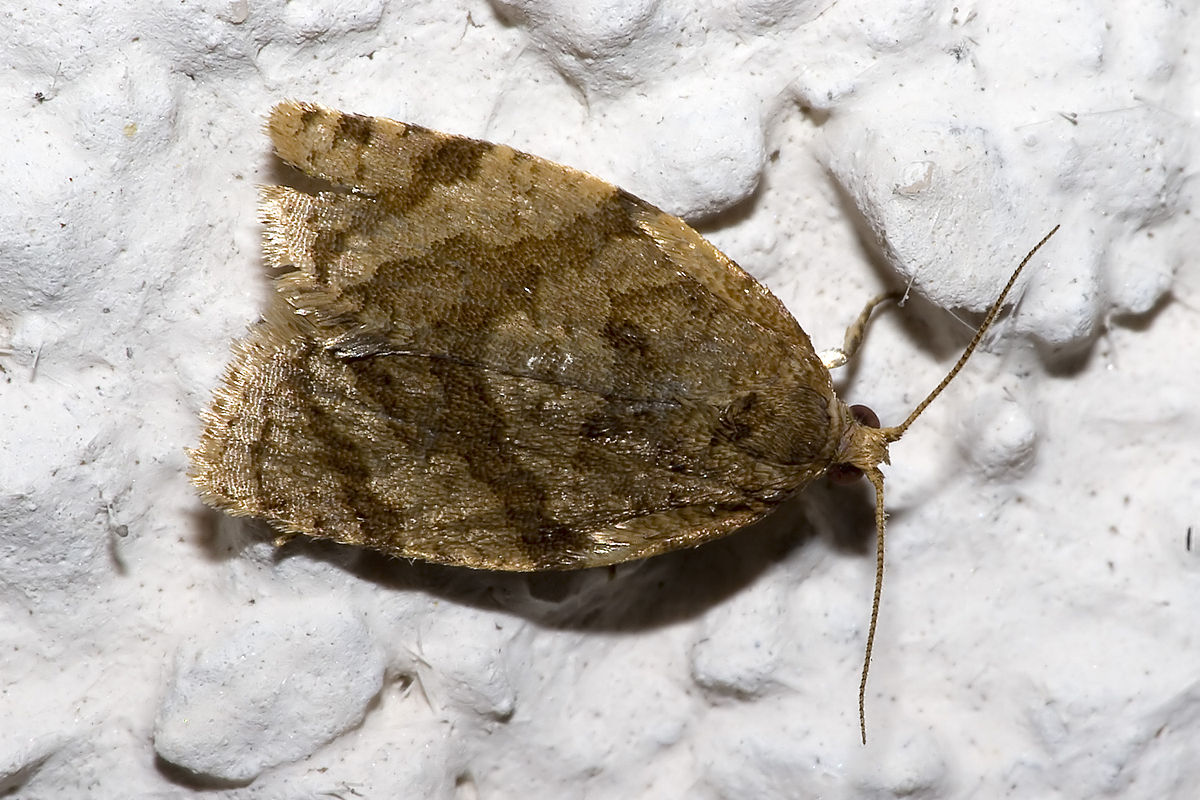 
          Tordeuse de la pelure Capua (Adoxophyes orana)