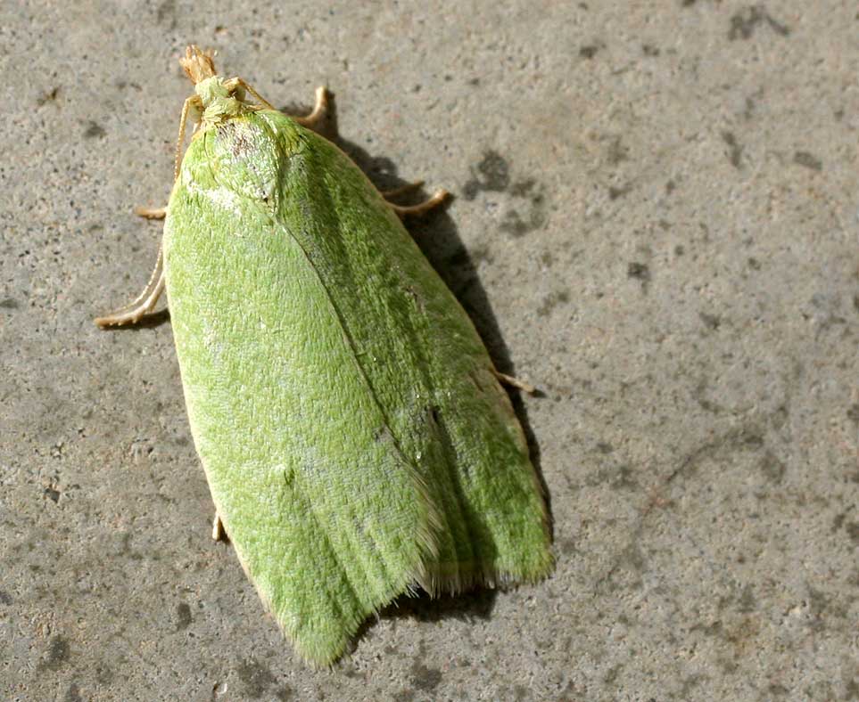 
          Tortrix viridana (Tordeuse verte du chêne)