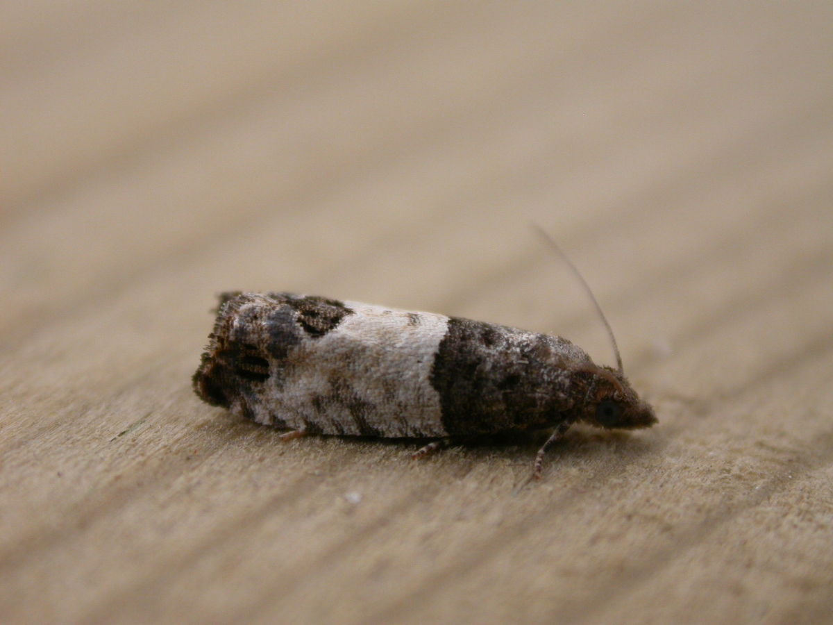 
          Spilonota ocellana (Tordeuse rouge des bourgeons)