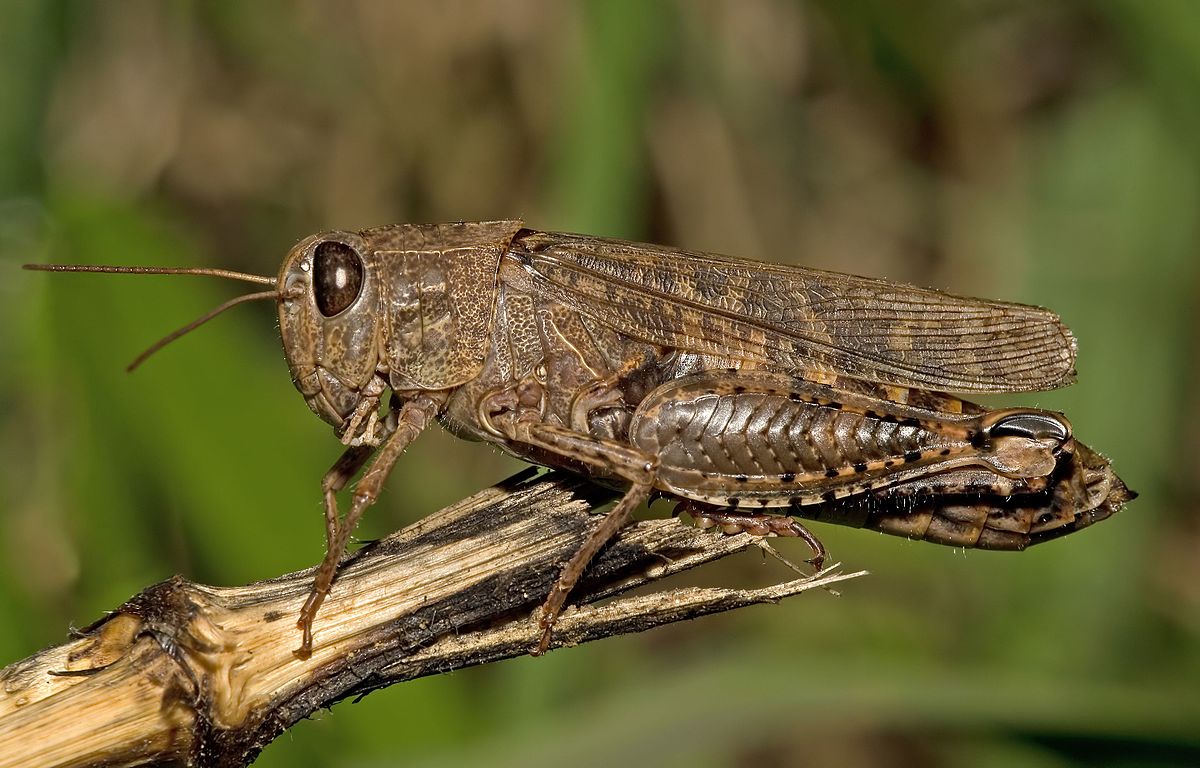 
          Calliptamus italicus (Criquet italien)