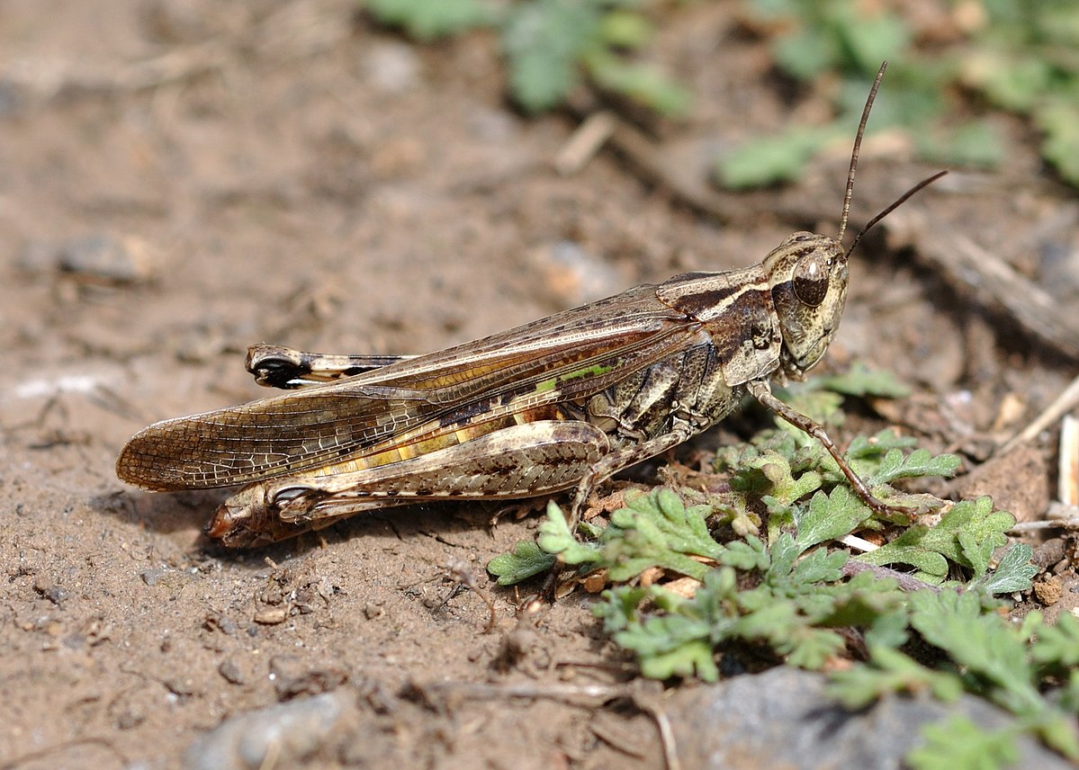 
          Dociostaurus maroccanus  (Criquet marocain)