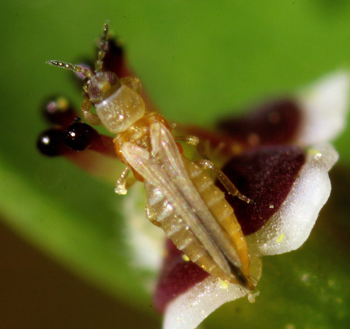 
          Frankliniella occidentalis (Thrips californien)