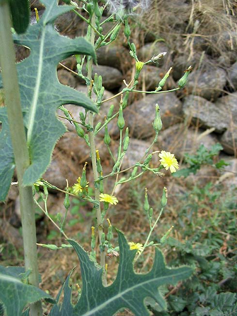 
          Laitue scariole (Lactuca serriola)